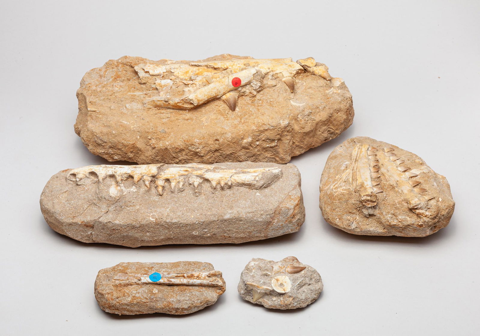 Collectible Large Size Shark Tooth & Bone Fossil: Group of five collectible shark tooth and bone fossil sculptures. Approx. 15inch L, 7.5inch W, 4.5inch H (largest).