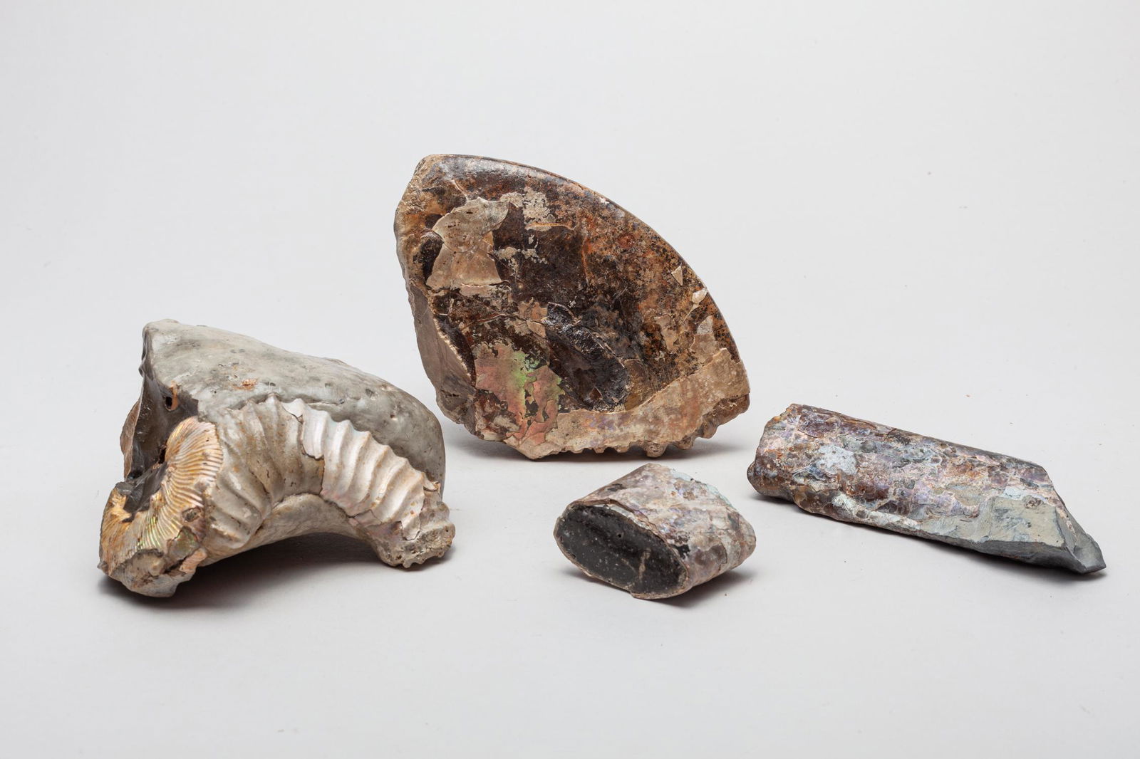 Large Size Ancient Ocean Opalized Fossils (1 of 14)