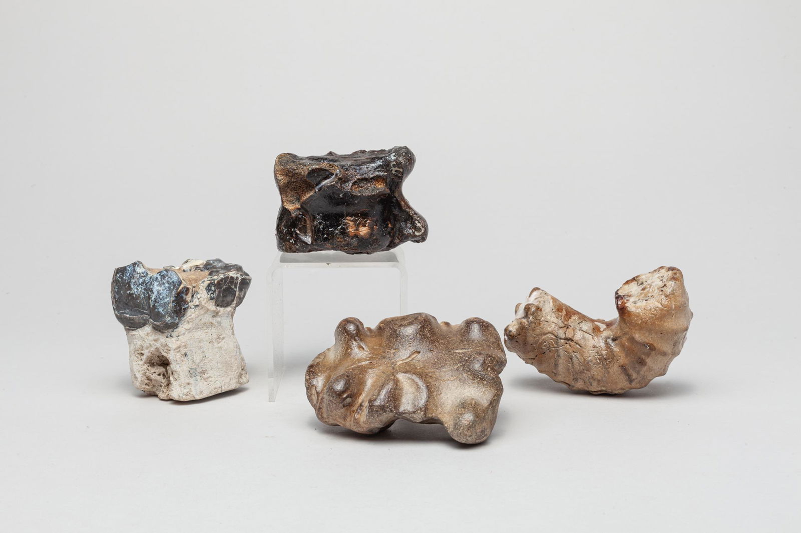 Rare Large Piece Jurassic  Animal Fossil (1 of 16)