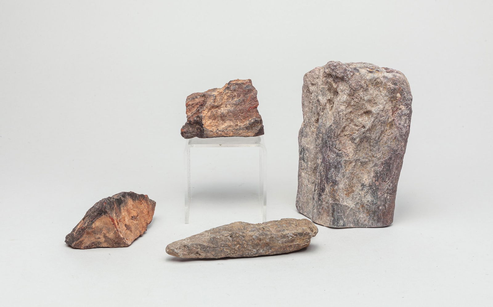 Rare T-rex & Dinosaur Fossils (1 of 10)