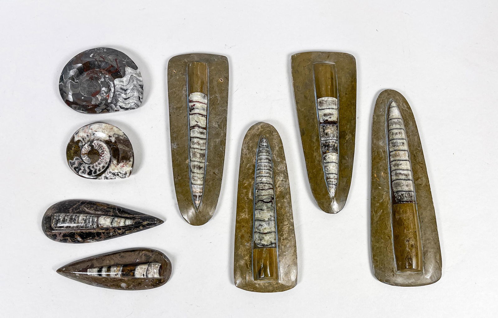 Fossilized Ammonite & Orthoceras Stones (1 of 12)