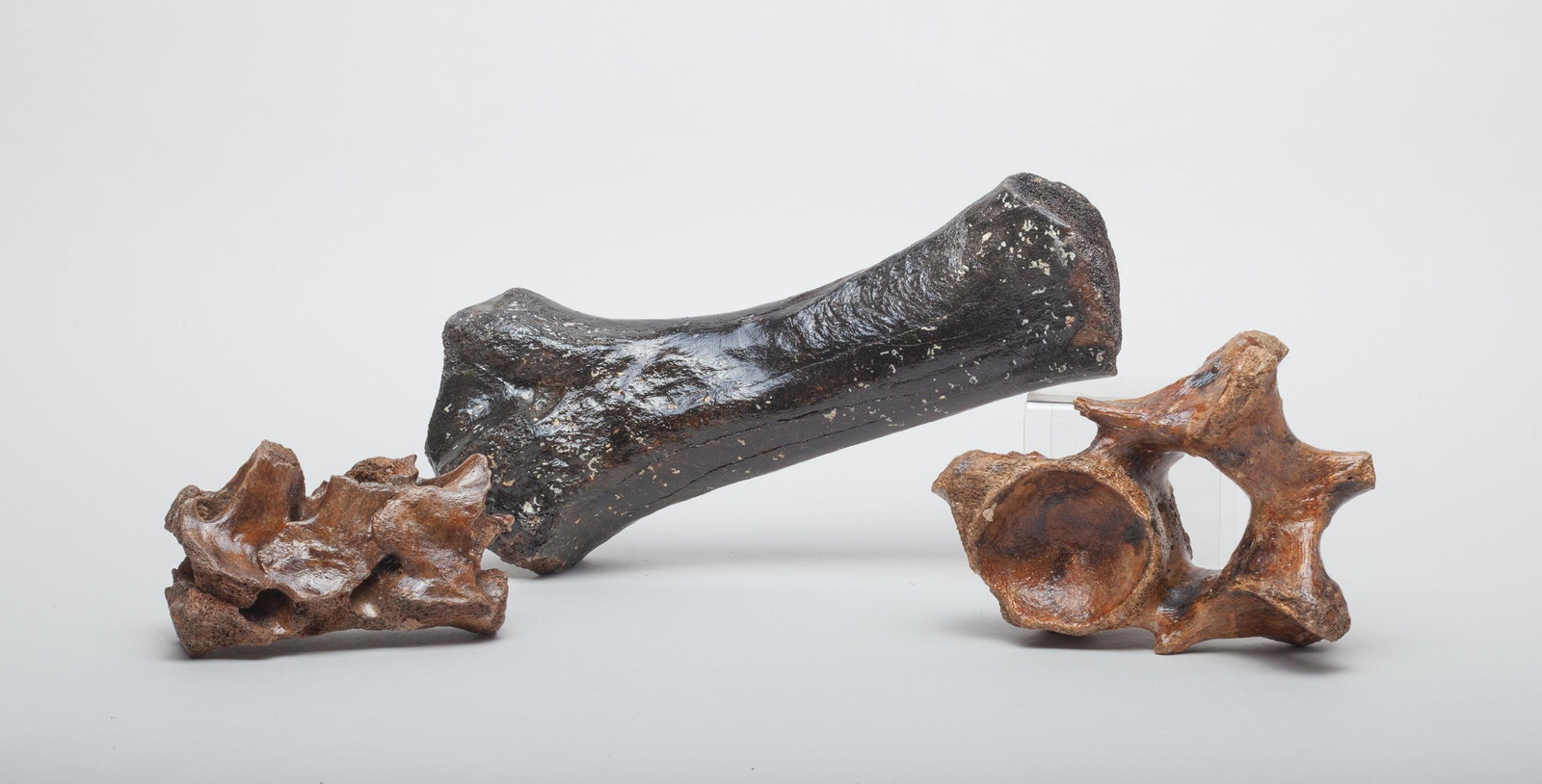 Estate Group Fossilized T-Rex Bone: Group of three collectible fossilized T-Rex bone sculptures, T-Rex is one of the largest dinosaurs to have walked the earth, lived about 70 million years ago in what is now North America. 11.3inch L, 