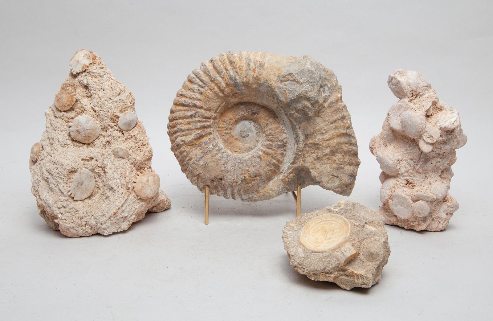 Collectible Marine Ancient Creature Fossil: Group of four ancient marine creature fossilized sculptures. 8inch L, 6.5inch W, 2.7inch H (largest).