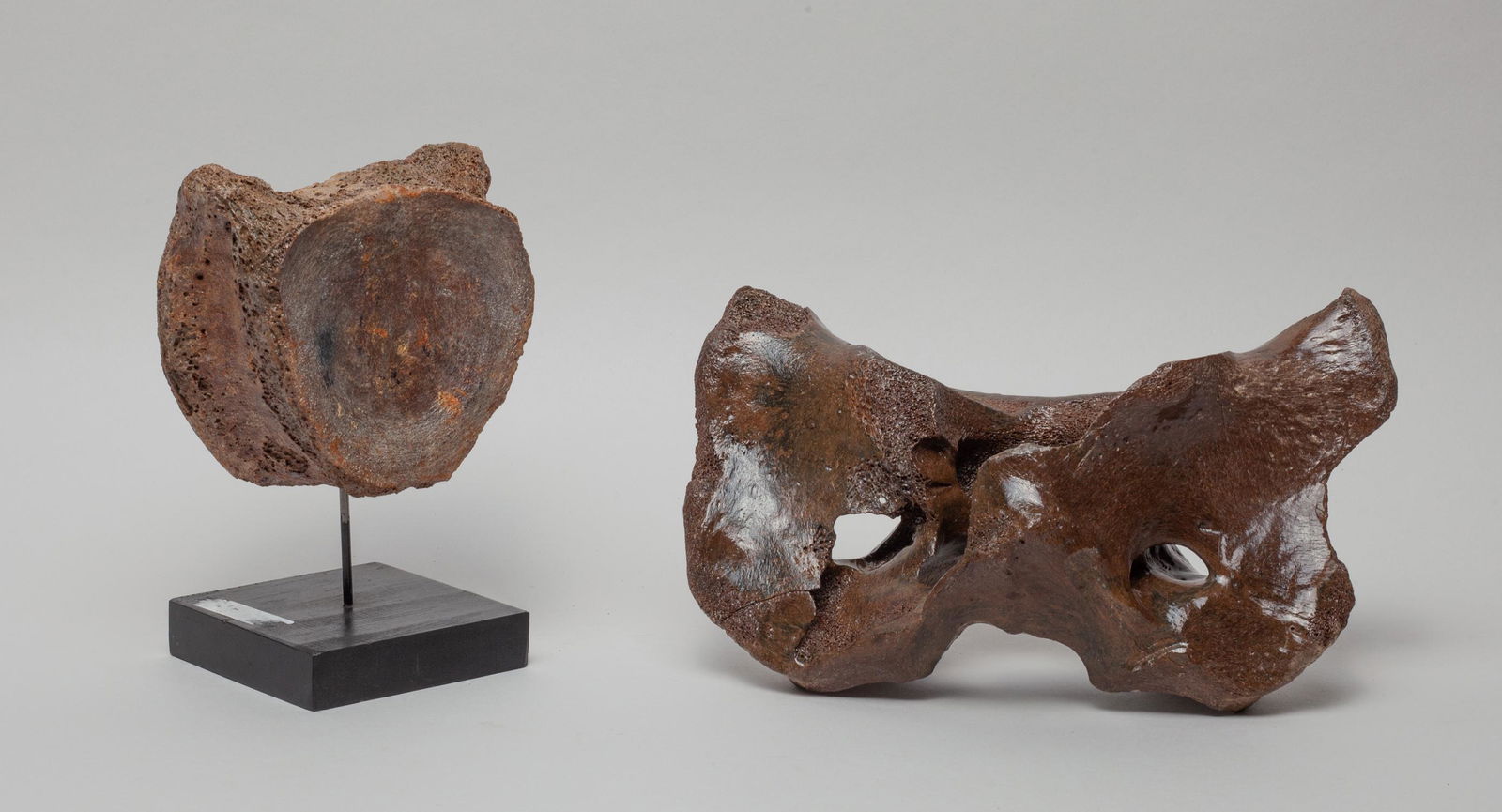 Massive T-rex Dinosaur Replica Fossil Bone: Two collectible T-Rex dinosaur replica fossil bone sculpture. 9inch L, 4.9inch W, 4inch H (larger).