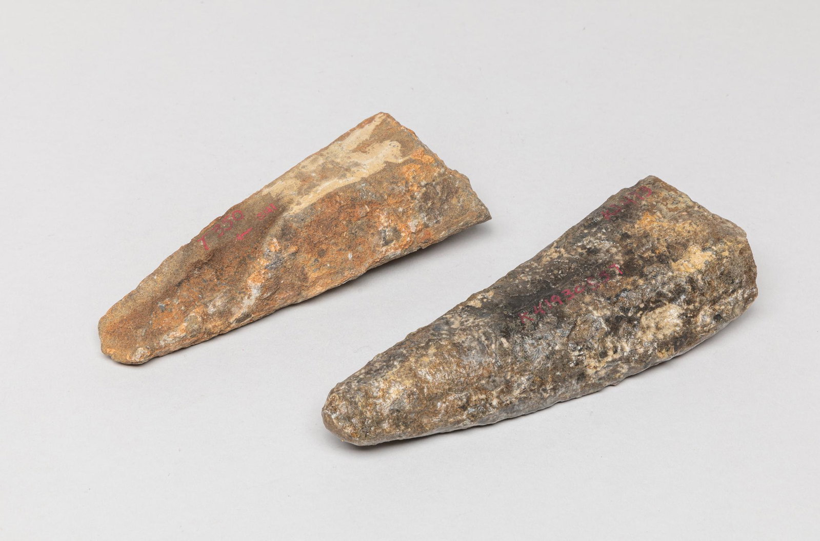 Two Large Fossilized T-Rex Bone: Two large collectible fossilized T-rex (tyrannosaurus rex) bone sculptures. Approx. 6.6-2.5 inch (larger).