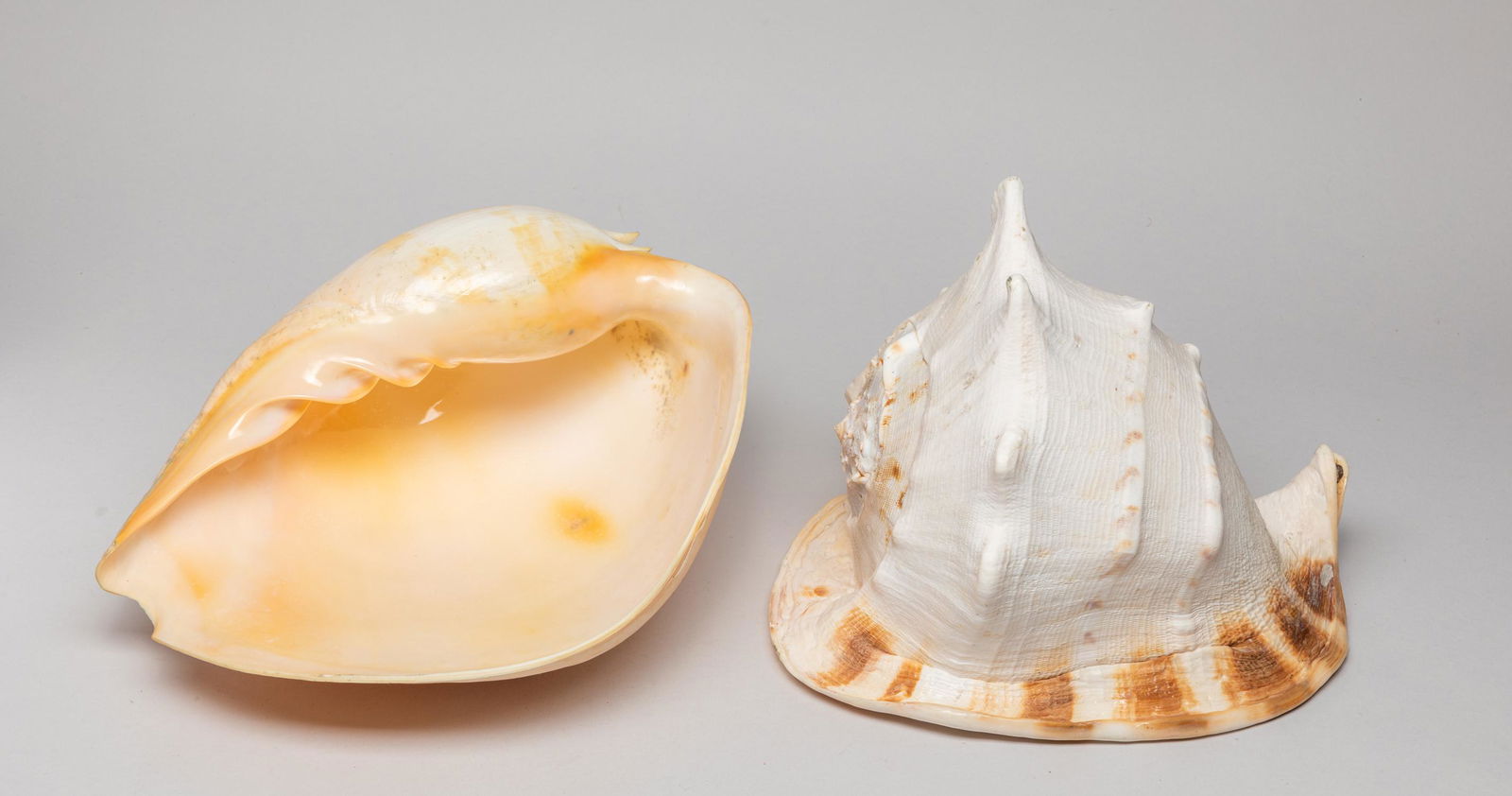 Two Large Shell Sculptures (1 of 10)