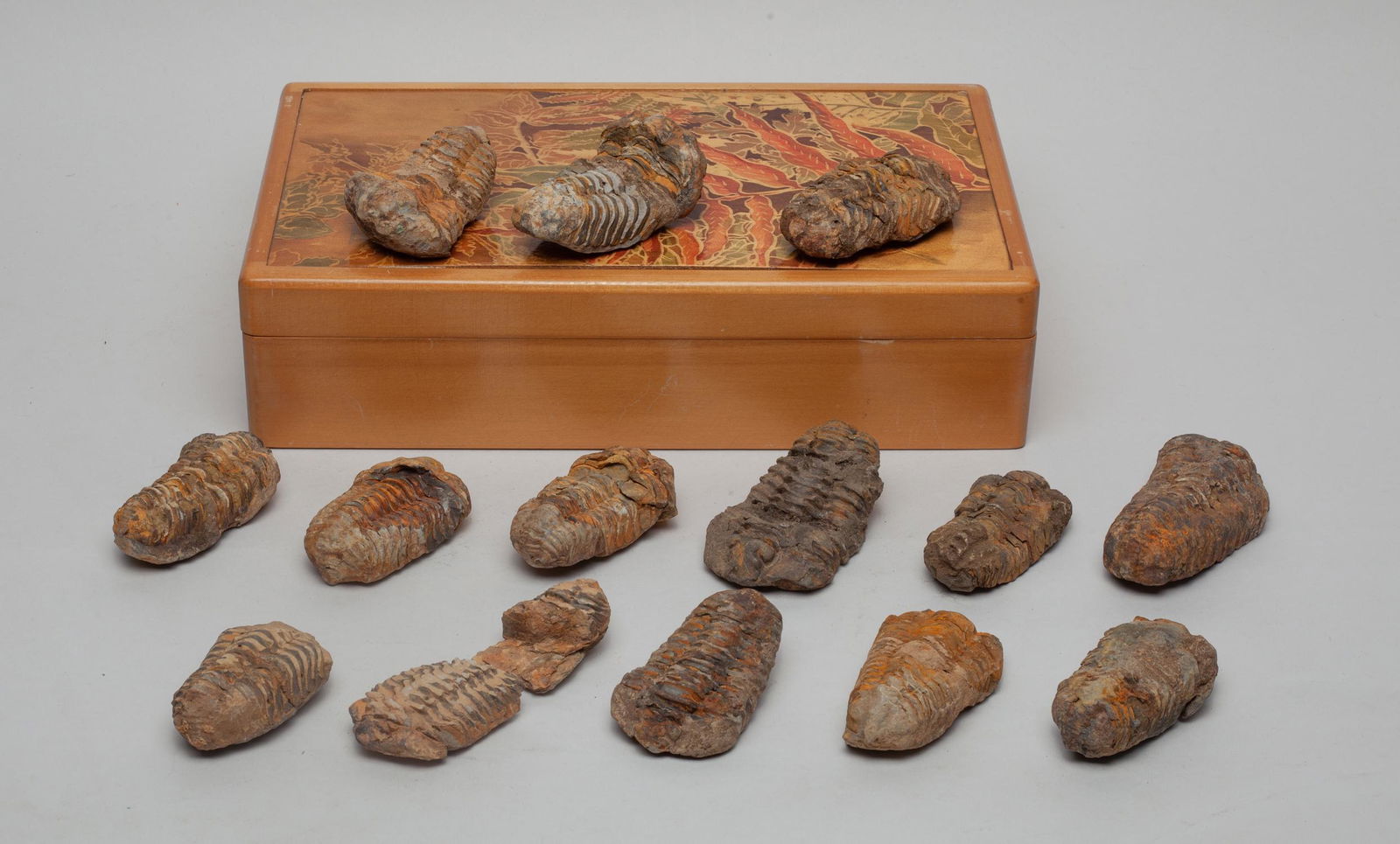 Fossilized Trilobite Stones (1 of 10)