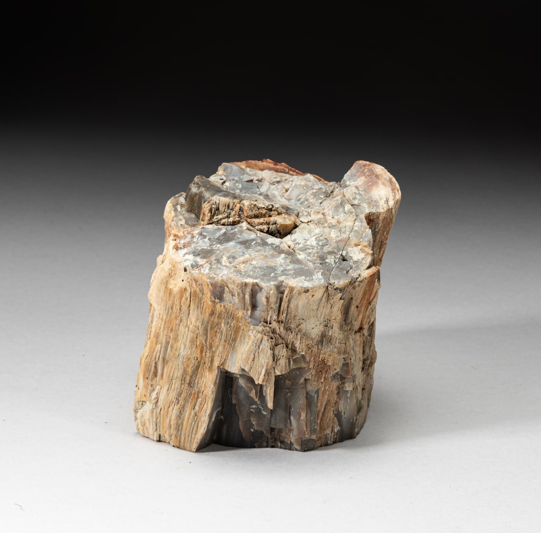 Petrified Wood Table Sculpture (1 of 7)