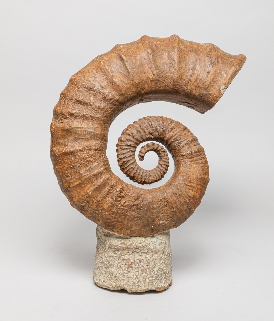 Ammonite Fossil Sculpture on Stone Stand (1 of 8)