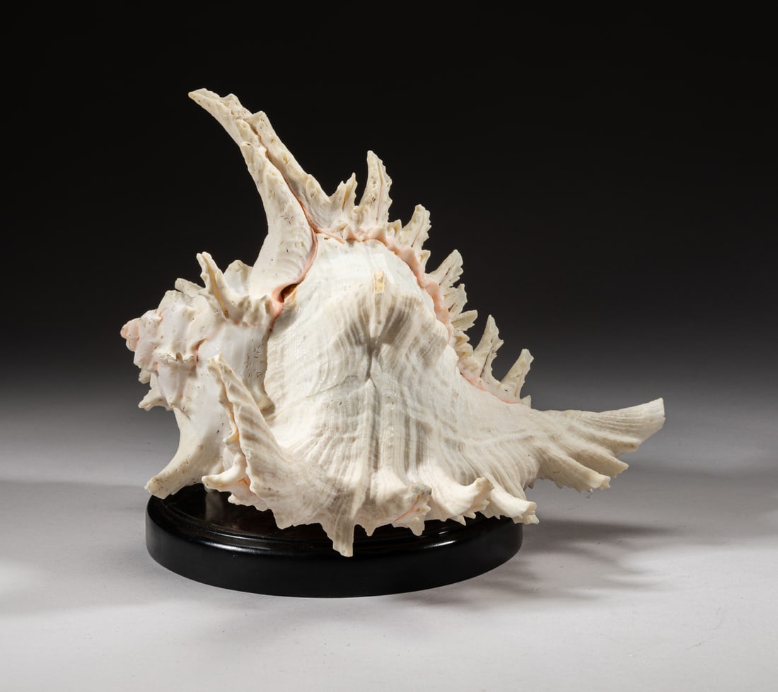 Mid-century Large Table Sculpture of Shell (1 of 8)