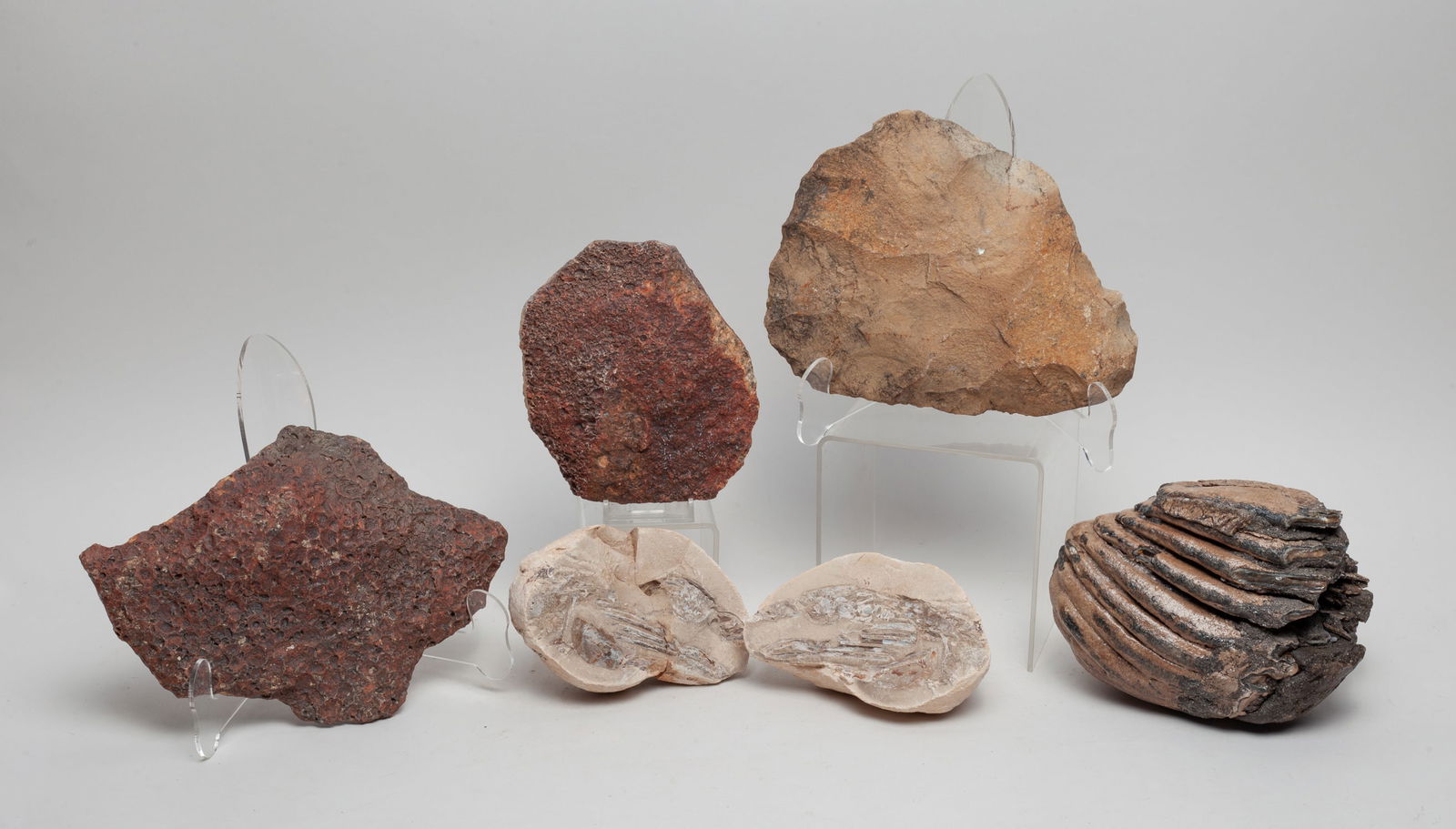 Set Fossilized Stones (1 of 10)