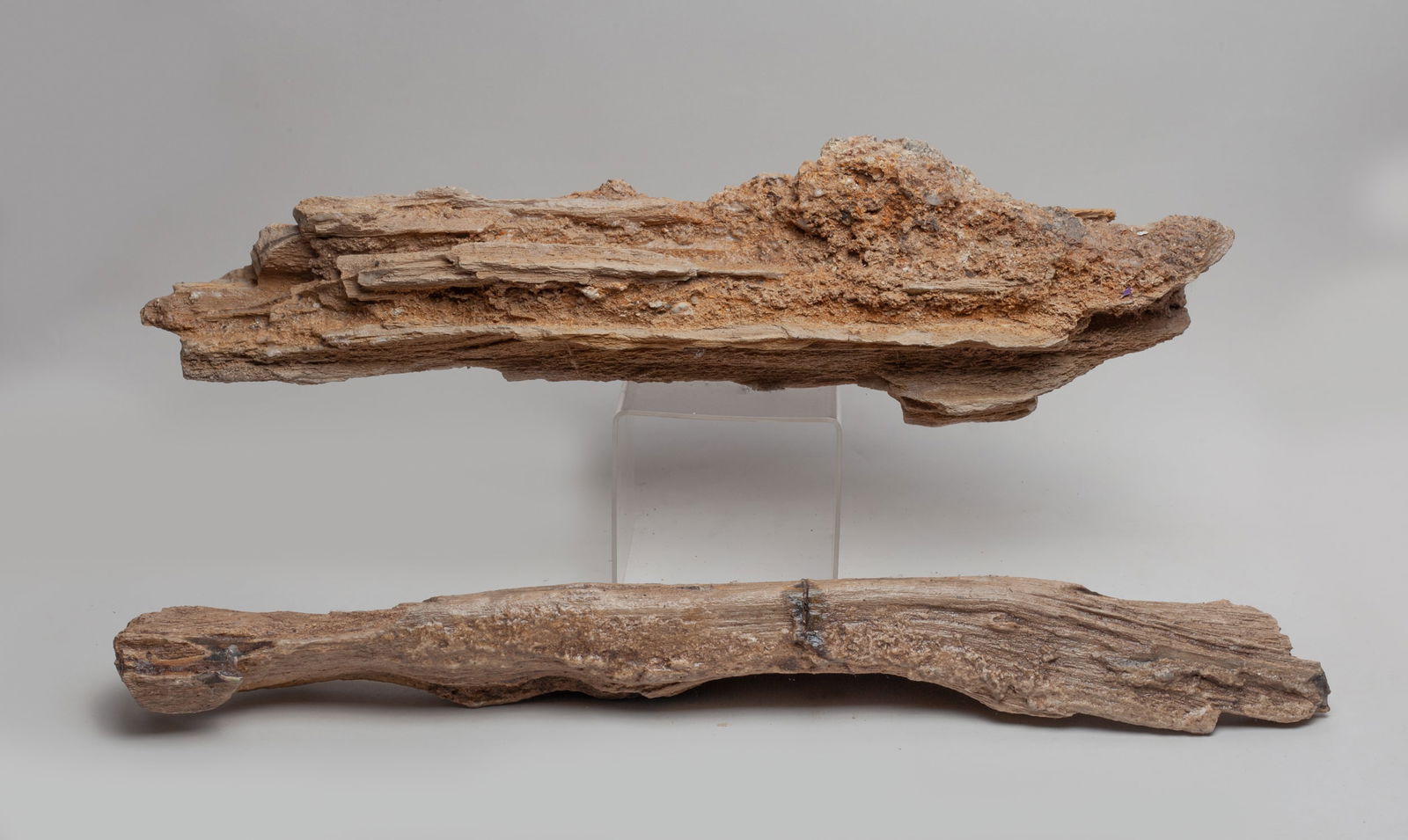 Two Petrified Wood Sculpture (1 of 10)