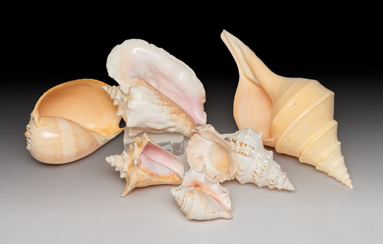 Large Set  Art Shell Sculptures (1 of 14)