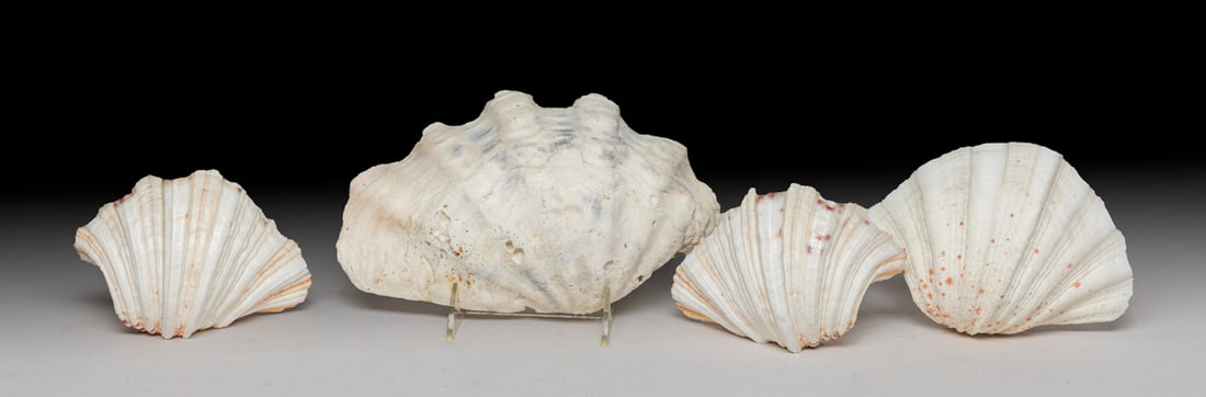 Set Collectible MOP Shells (1 of 12)
