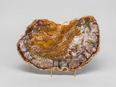 House Decor of Large Petrified Wood Slab