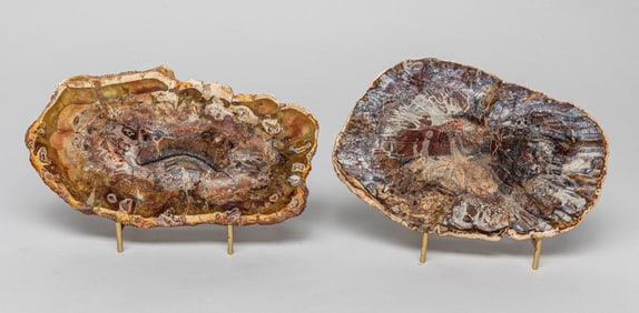 Two Petrified Wood Slabs