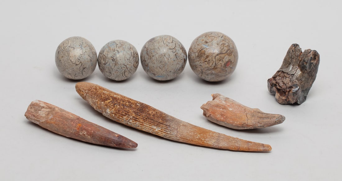 Collectible Fossilized Dinosaur Bone & Teeth: Collection of four fossilzied dinosaur bone stone balls and four tooth sculptures. Approx. 8.0 inches (Longest).