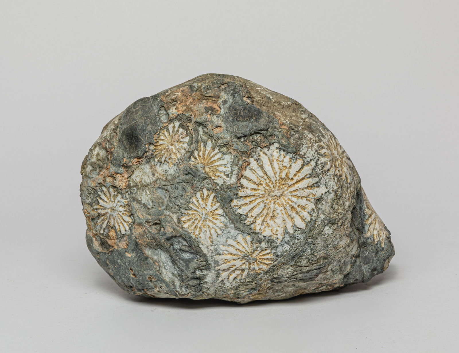 Collectible Large Fossil Stone (1 of 11)