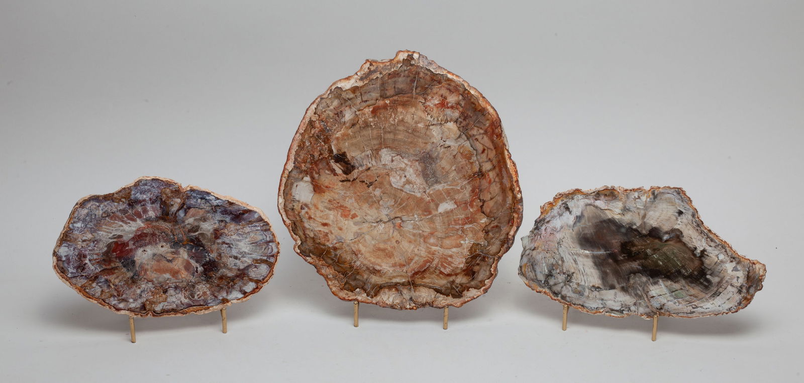 Collectible Large Petrified Wood Slabs (1 of 12)