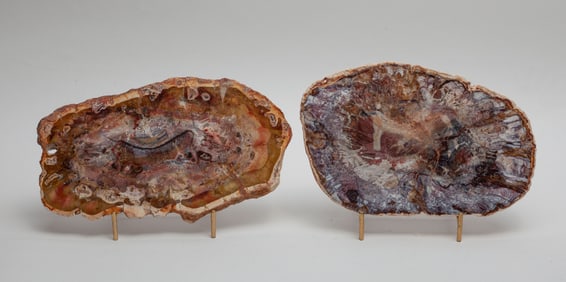 Two Rare Petrified Wood Slabs