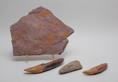 Estate Fossilized Slab & Pieces