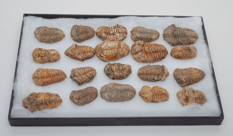 Collectible Set Fossilized Trilobite Stones
