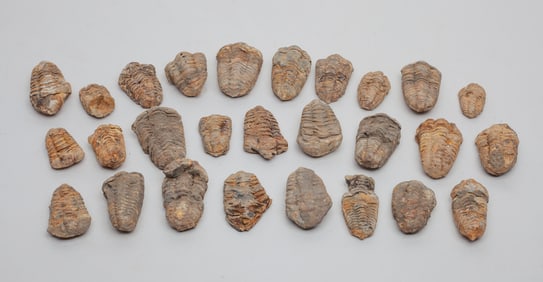 Collectible Fossilized Ammonites