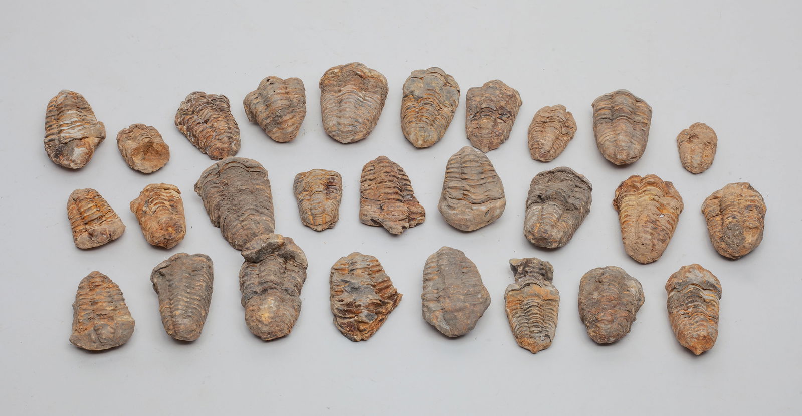 Collectible Fossilized Ammonites (1 of 8)