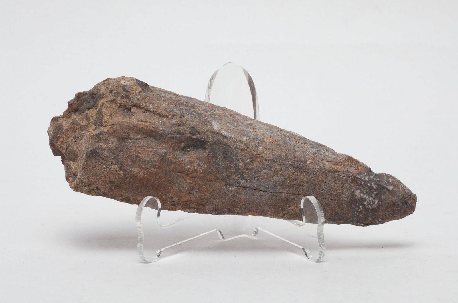 Collectible Fossil T-rex Dinosaur Like Tooth: Rare T-rex dinosaur fossilized tooth sculpture, T-Rex (tyrannosaurus rex ) is one of the largest dinosaurs to have walked the earth, lived about 70 million years ago in what is now North America. Appr