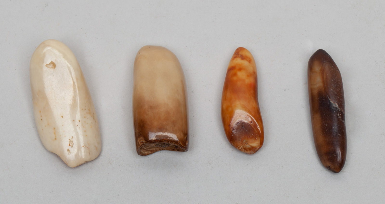Collectible Caved Bear Tooth Sets: Set of four collectible cave bear teeth, finely polished. Approx. 1.55inch L (largest).