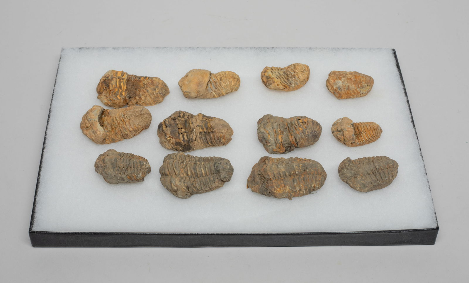 Fossilized Trilobite Collections (1 of 12)