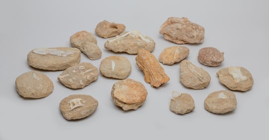 Estate Large Set Fossils