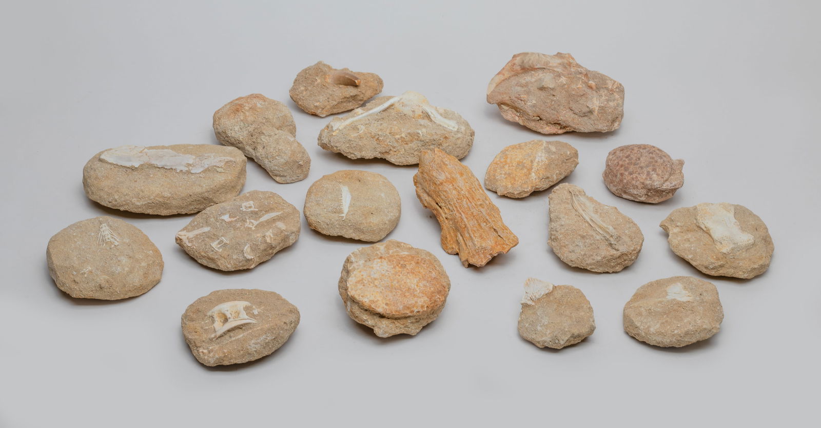 Estate Large Set Fossils (1 of 12)