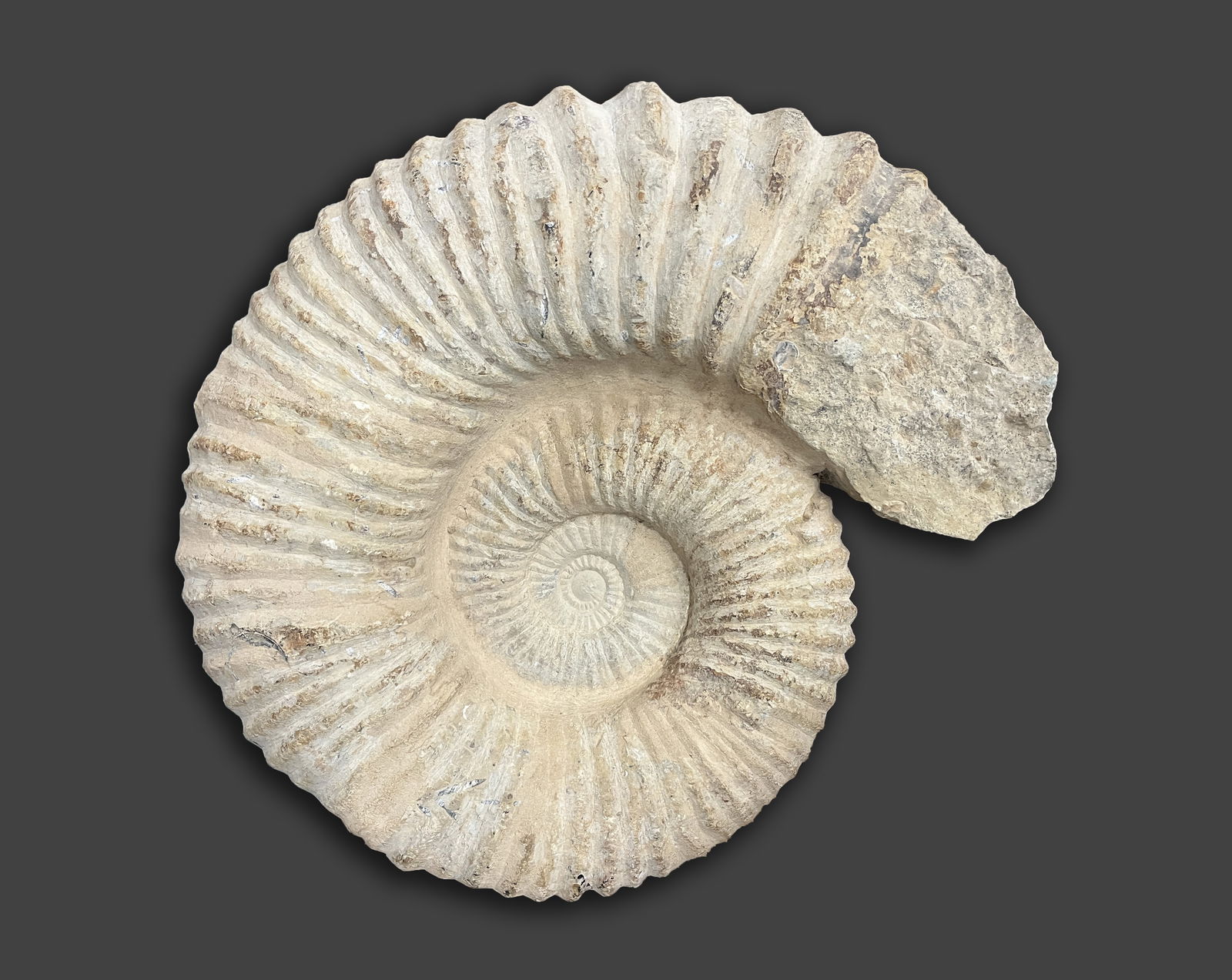 Massive Fossilized Ammonite Sculpture (1 of 10)