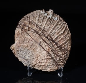 Santo Domingo Shell & Turquoise Piece