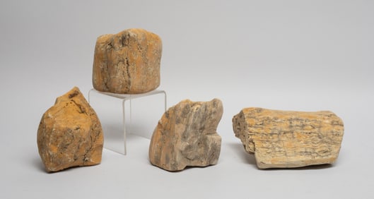 Large Set Fossilized Siberia Fossilized Amber
