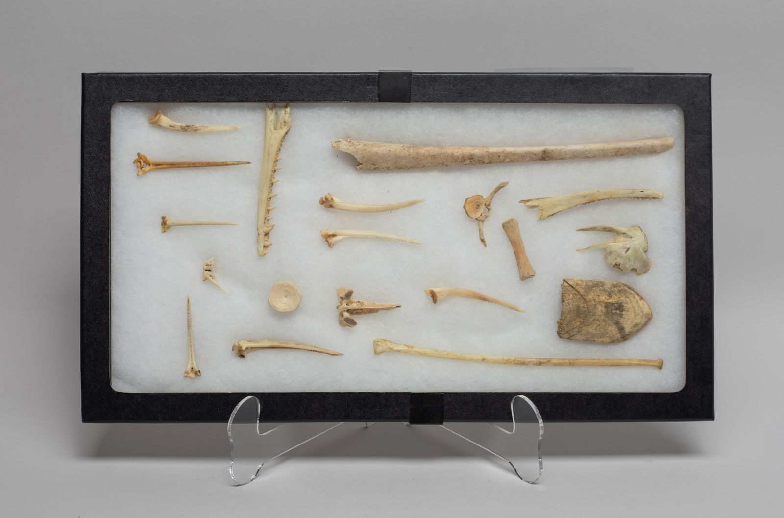 Estate Set Siberia Fossil Sets: Collection of Siberian animal bone fossil pieces, with case. Size varies.