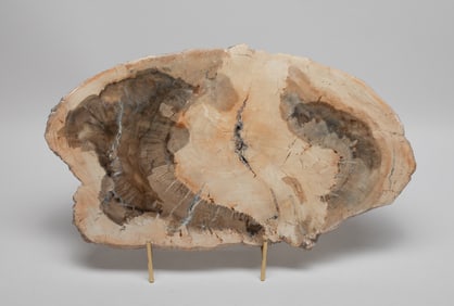 House Decor Lg Petrified Wood Slab
