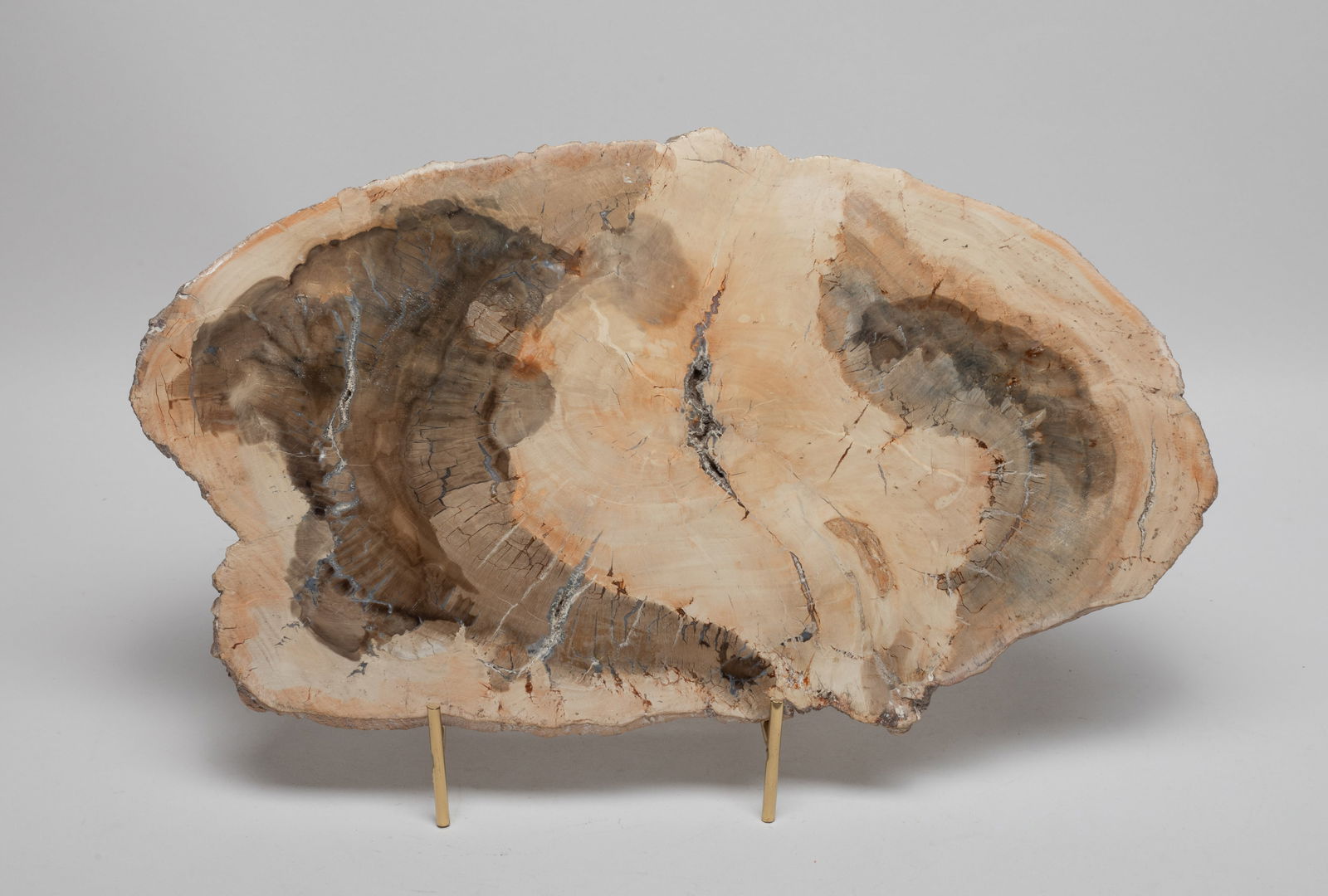 House Decor Lg Petrified Wood Slab (1 of 10)