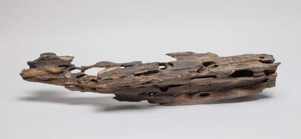 Massive Chinese Agarwood Tree Parts