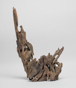 Massive Chinese Agarwood Tree Parts