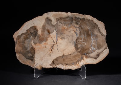 Estate Large Petrified Wood Sculpture