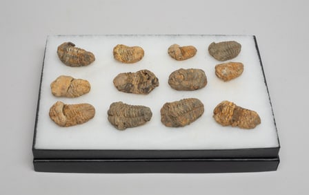 Estate Set Fossilized Trilobita