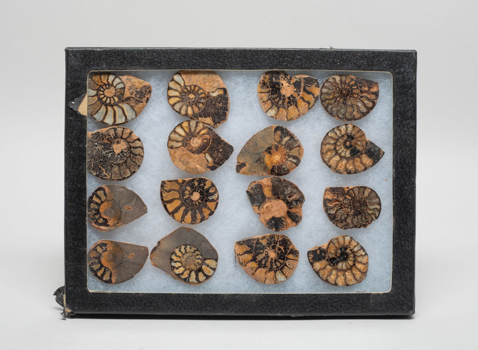 Estate Large Set Fossils (1 of 19)