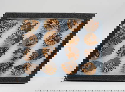 Estate Large Set Fossils: Set of 12 fossil cut pieces, with case. Size varies.