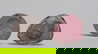 item-210487781=2