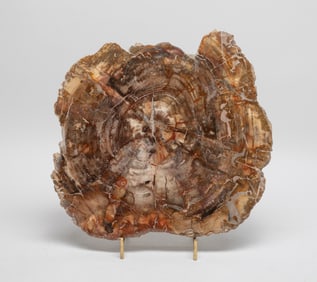 Large Vintage Petrified Wood Slab Sculpture