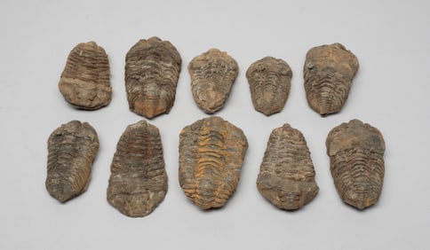 Estate Large Set Trilobite Fossils
