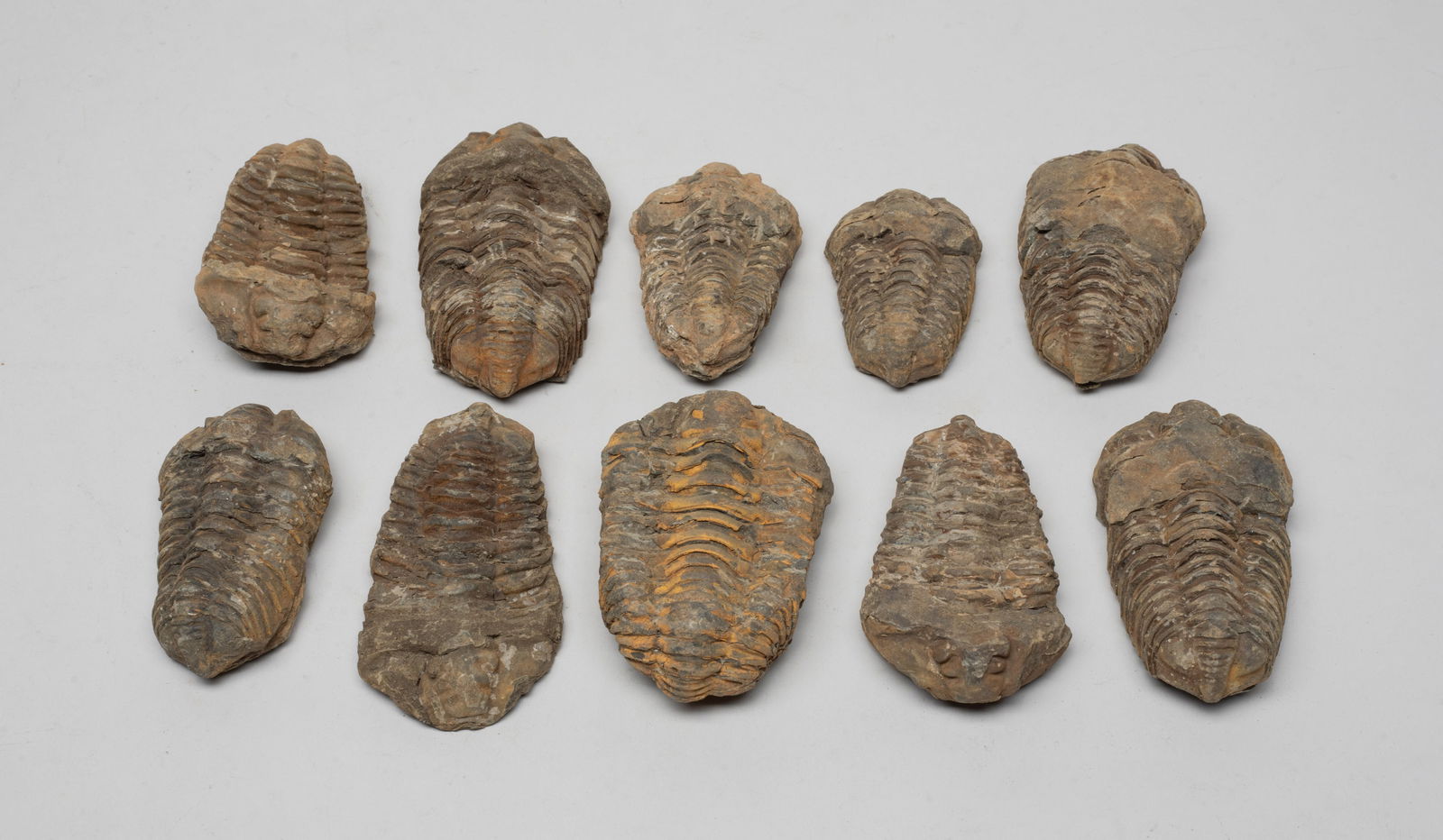 Estate Large Set Trilobite Fossils (1 of 10)