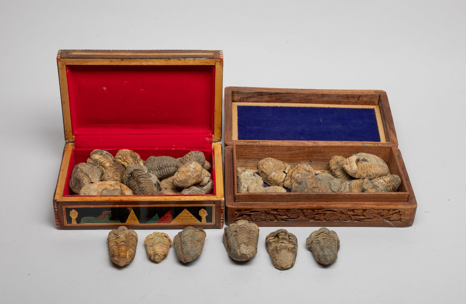 Two Boxes of Fossilized Stone of Trilobita (1 of 10)